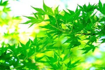 診療案内