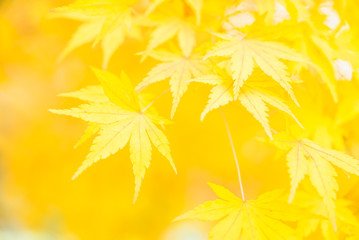 検査案内